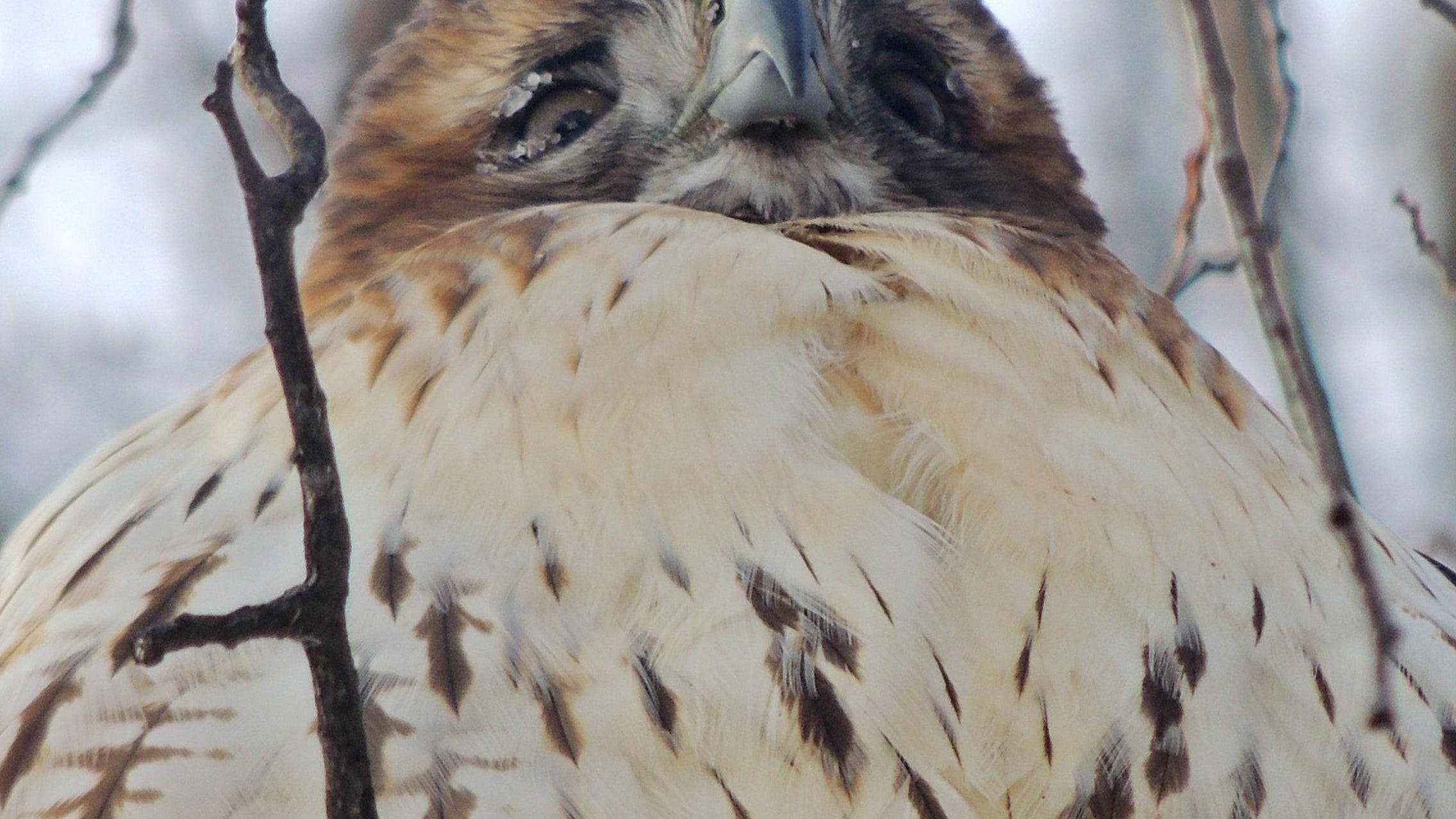 Winter hawks and birds of prey greet WI travelers